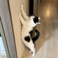 壁で爪とぎする猫