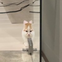 ガラス戸に顔の半分が反射している猫（引き）