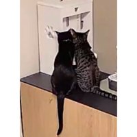 室内にいる猫