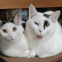 表情豊かな猫2匹（左：キメ顔/右：変顔）