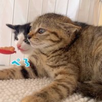 キジトラ子猫の後でチュールを舐めているハチワレ子猫