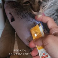 おやつを食べる猫