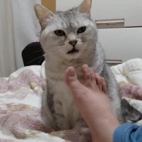 飼い主の足のにおいを嗅いで口を開ける猫