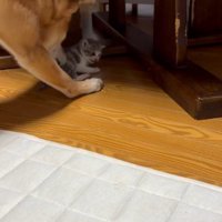 子猫をお世話する犬