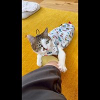 見つめる姿