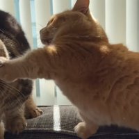 パンチするプリンくん