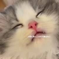 口を少し開けて熟睡しているてん君の顔