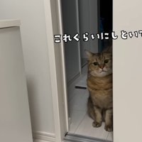 これくらいに