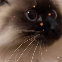 猫の横顔