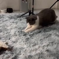 勢いよく身を乗り出す猫