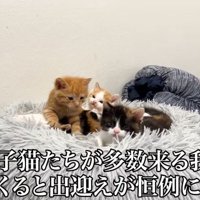 猫団子になる子猫