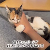 甘えている子猫
