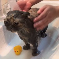 ぬるま湯で洗われる猫2