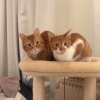 キャットタワーの上で香箱座りをしているカメラ目線の猫（ヒキ）