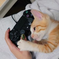 ゲーム機のコントローラーを持つ飼い主の手にしがみつく子猫