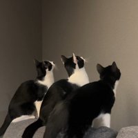 壁を見ている3匹の猫