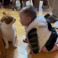 猫の顔に自分の顔を近づける赤ちゃん