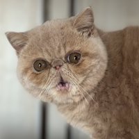 驚いた表情の子猫の顔のアップ