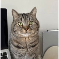 パソコン横の猫