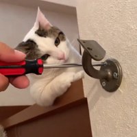 腕をかけるように