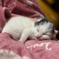 室内にいる猫