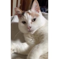 室内にいる猫