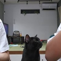 斜め上を見つめる猫