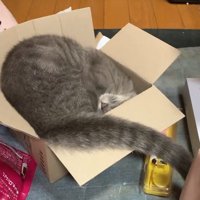 頭を箱の隅に入れる猫