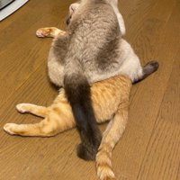 猫の上に乗る猫