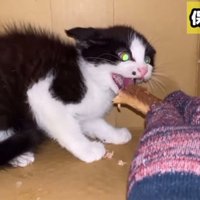 威嚇する子猫に食べ物を与える人の手