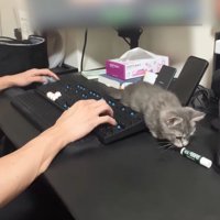 リップクリームを倒した子猫