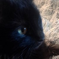 飼い主のそばでくつろいでいる猫の顔
