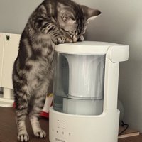 加湿器をなめる子猫