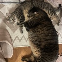 枕にされる猫