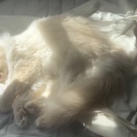 お昼寝