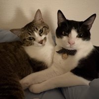 手を取り合うように寄り添う2匹の猫