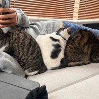 眠っている猫と男性