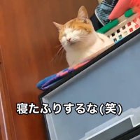 目を閉じた猫