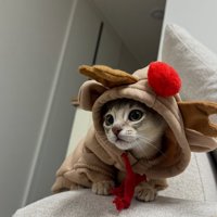 トナカイの服を着た子猫