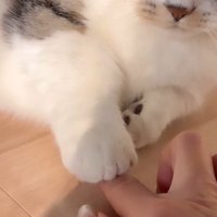 交互に前足と指を乗せ合う猫と女性