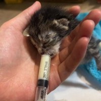 補給機で子猫にミルクを与える様子