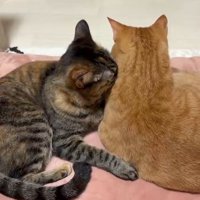 寄り添い合ってくつろぐ茶トラ猫と麦わら猫