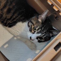 華ちゃんの顔アップ