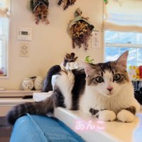 リビングでくつろぐ猫