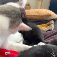 キジ白猫のおしりの近くのニオイを嗅ぐ黒猫