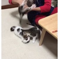 猫と男性