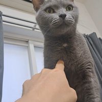 ツンツンされる猫
