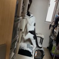 漁り続ける猫