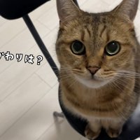 テロップ「おかわりは？」