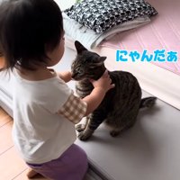 にゃんだぁ？